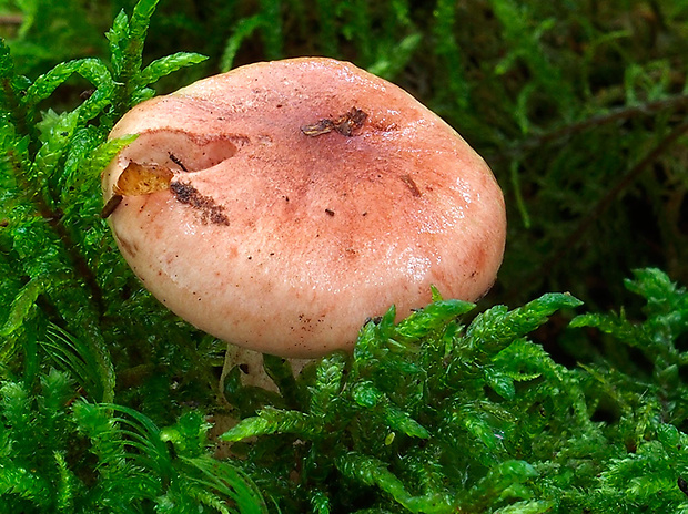 šťavnačka červenkastá Hygrophorus erubescens (Fr.) Fr.