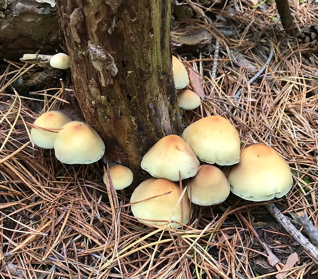 strapcovka zväzkovitá Hypholoma fasciculare (Huds.) P. Kumm.