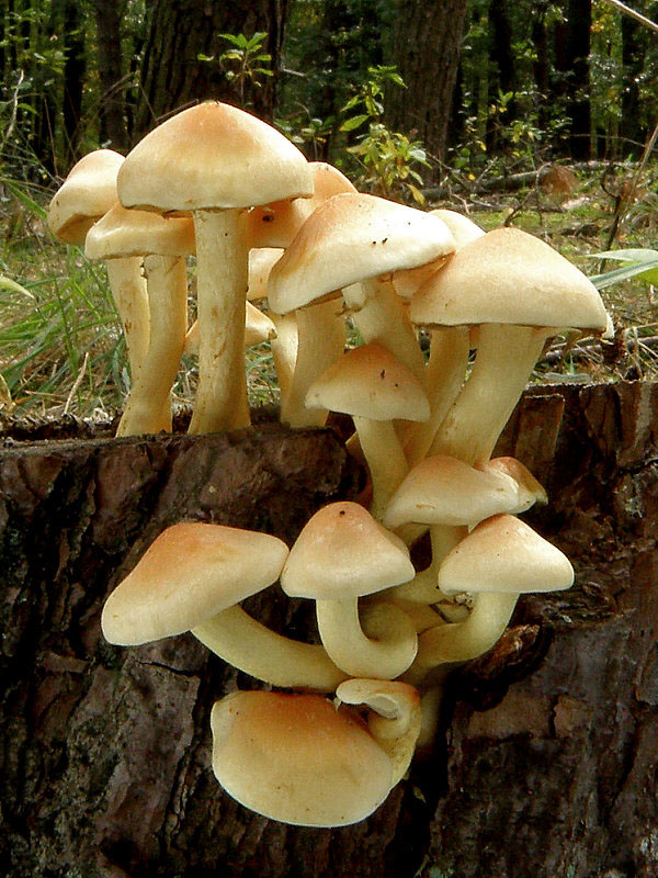 strapcovka zväzkovitá Hypholoma fasciculare (Huds.) P. Kumm.