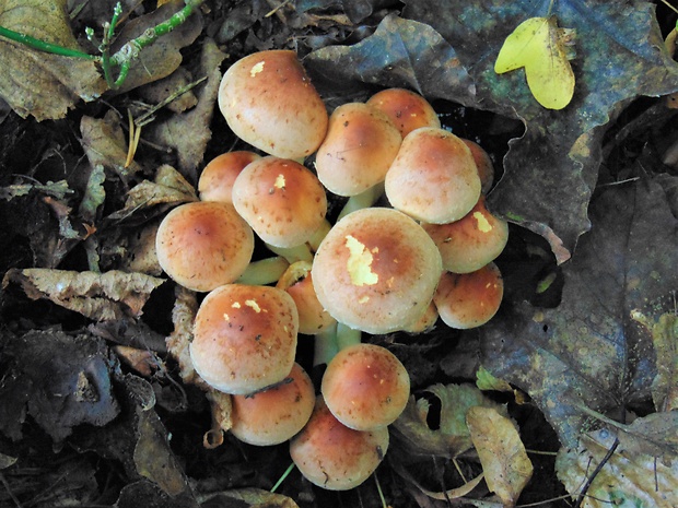 strapcovka tehlovočervená Hypholoma lateritium (Schaeff.) P. Kumm.