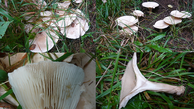 strmuľka obrovská Infundibulicybe gigas (Harmaja) Harmaja