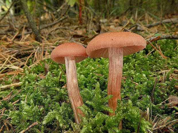 lakovka Laccaria sp.