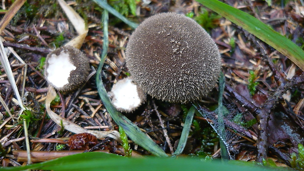 prášnica tmavá Lycoperdon nigrescens Wahlenb.