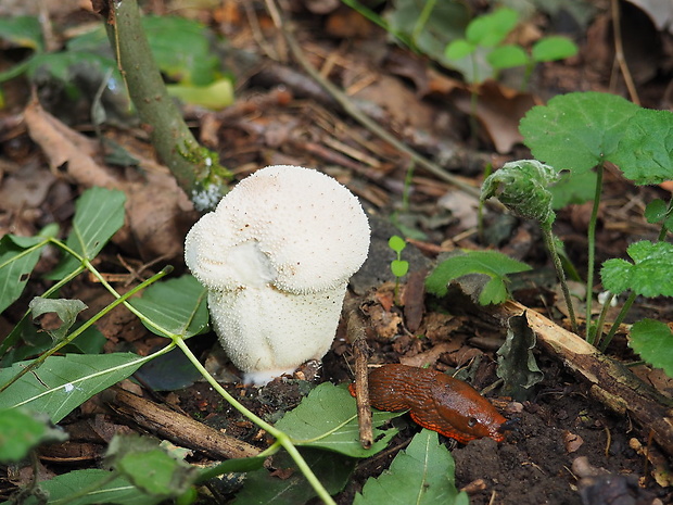 prášnica Lycoperdon sp.