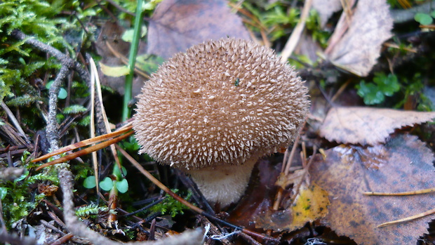 prášnica huňatá Lycoperdon umbrinum Hornem.