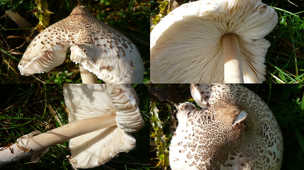 bedľa štíhla Macrolepiota mastoidea (Fr.) Singer