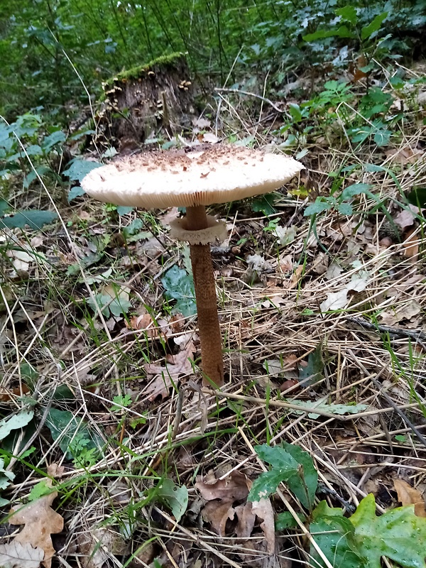 bedľa vysoká Macrolepiota procera (Scop.) Singer