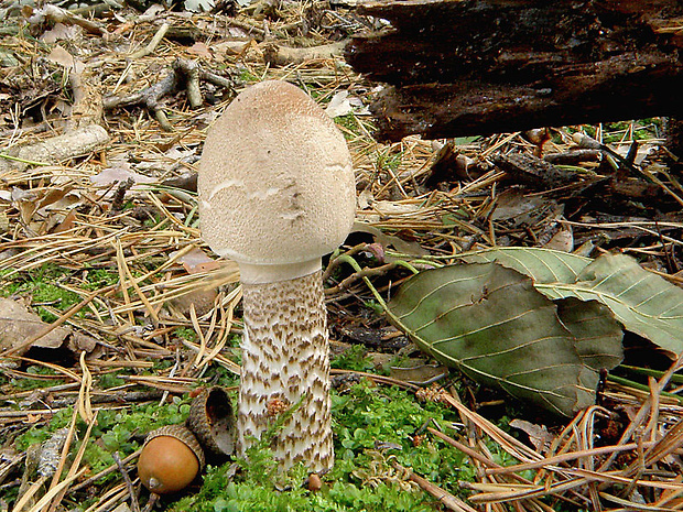 bedľa vysoká Macrolepiota procera (Scop.) Singer