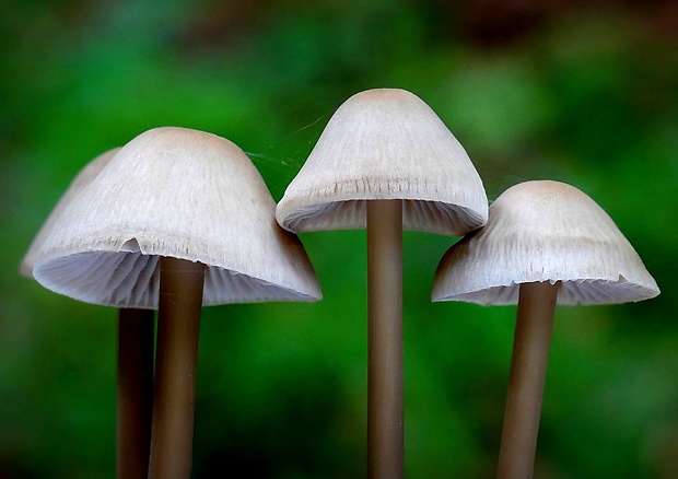 prilbička Mycena sp.