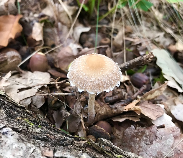 drobuľka Psathyrella sp.