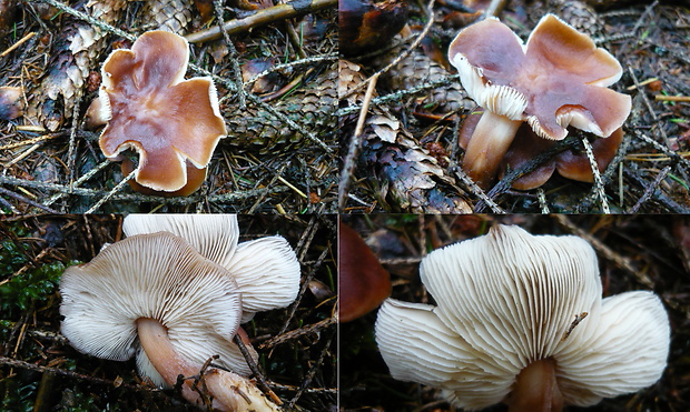 peniazovka maslová Rhodocollybia butyracea (Bull.) Lennox