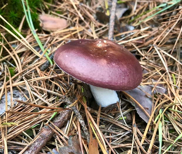 plávka Russula sp.