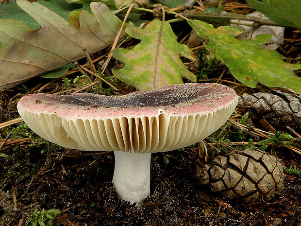 plávka Russula sp.