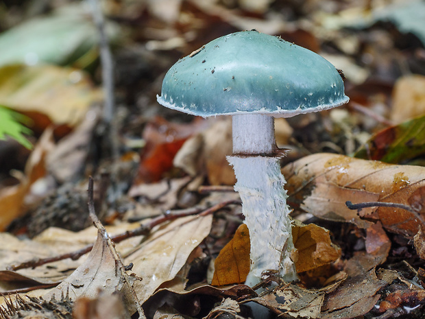 golierovka zelenomodrá Stropharia cf. caerulea Kreisel