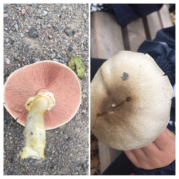 pečiarka hnedopurpurová Agaricus porphyrizon P.D. Orton