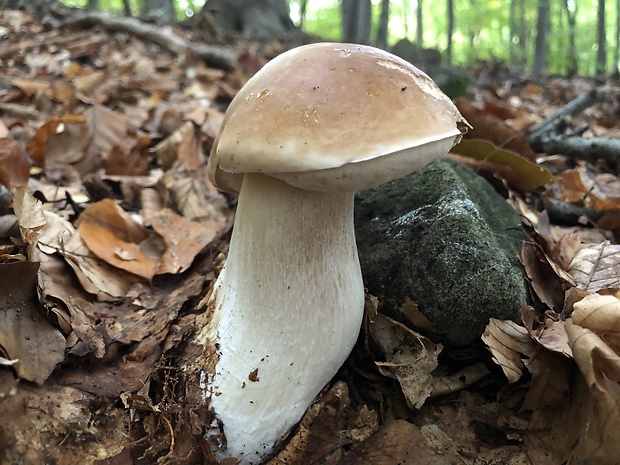 hríb smrekový Boletus edulis Bull.