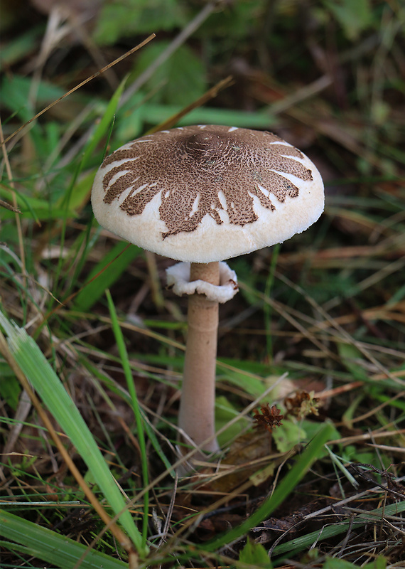 bedľa Konradova Macrolepiota konradii (Huijsman ex P.D. Orton) M.M. Moser