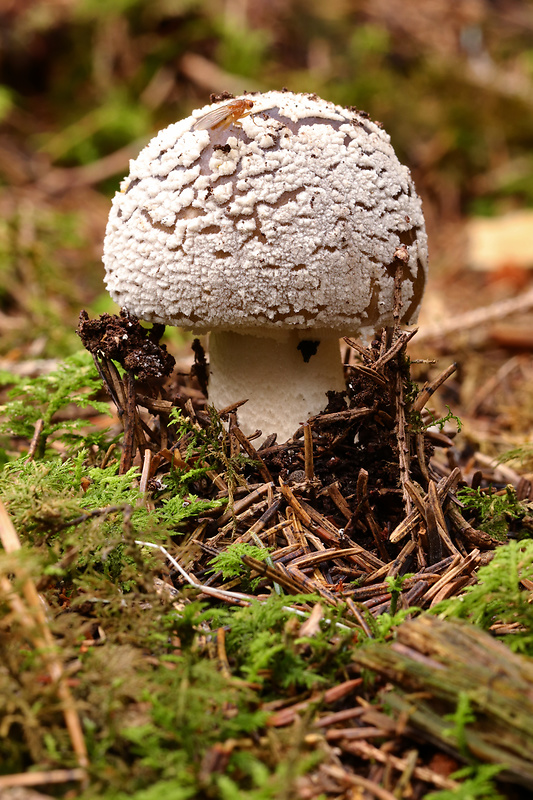 muchotrávka Amanita sp.