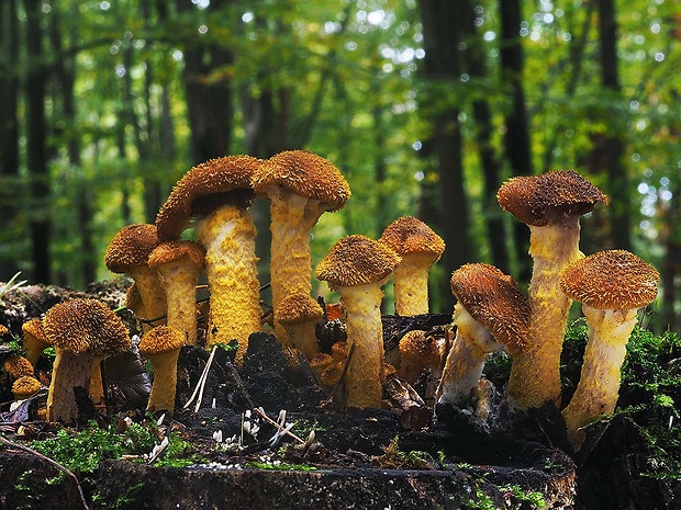 podpňovka žltá Armillaria gallica Marxm. & Romagn.