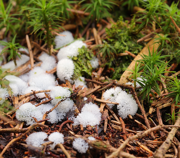 rohačka kríčkovitá v. pórovitá Ceratiomyxa fruticulosa var. porioides