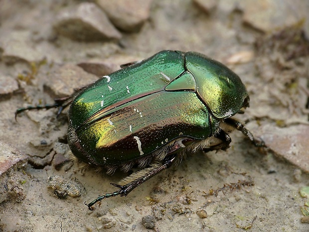 zlatoň obyčajný Cetonia aurata