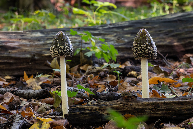 hnojník strakatý Coprinopsis picacea (Bull.) Redhead, Vilgalys & Moncalvo