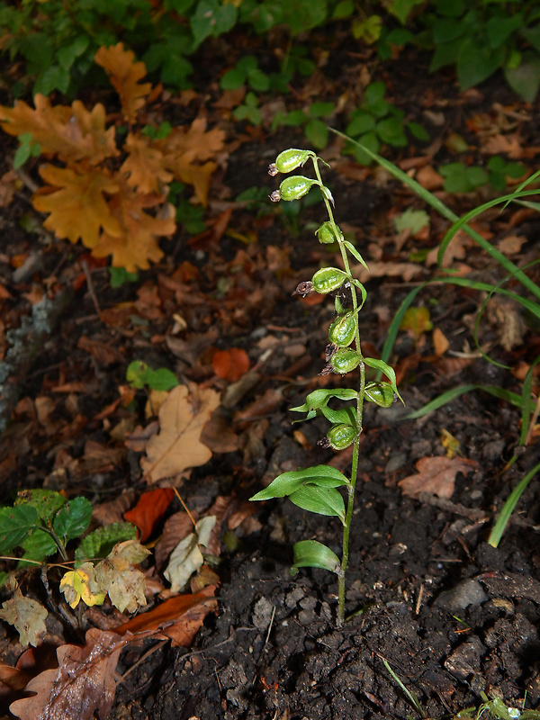 kruštík neskorý Epipactis albensis Nováková & Rydlo