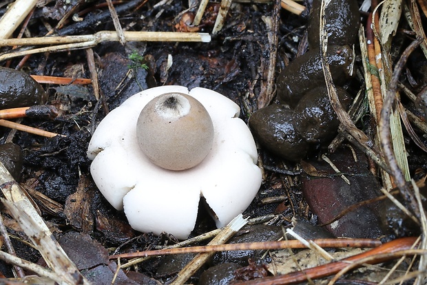 hviezdovka mechovitá Geastrum saccatum Fr.