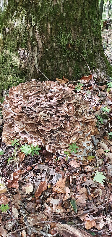 trsovnica lupeňovitá Grifola frondosa (Dicks.) Gray