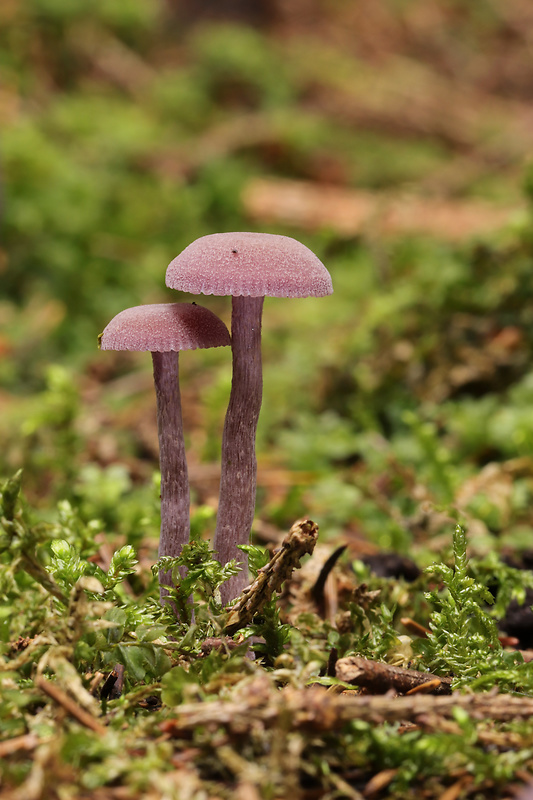 lakovka ametystová Laccaria amethystina (Huds.) Cooke