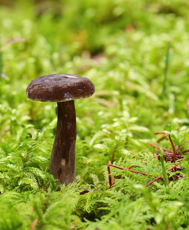 rýdzik čiernozamatový Lactarius lignyotus Fr.