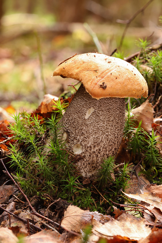 kozák žltooranžový Leccinum versipelle (Fr. & Hök) Snell