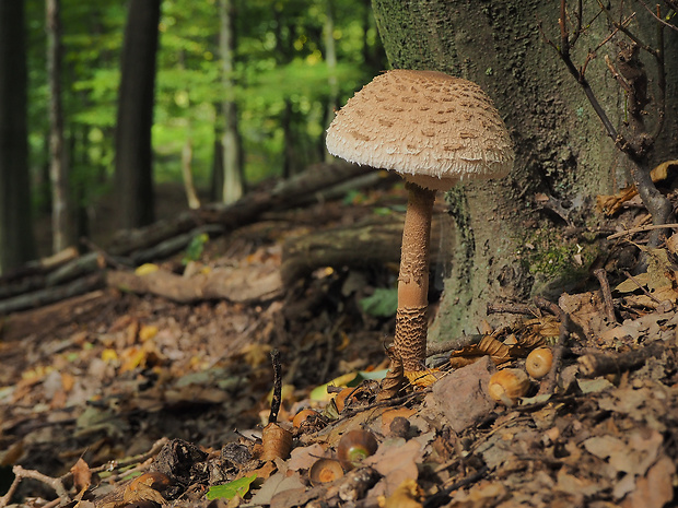 bedľa vysoká Macrolepiota procera (Scop.) Singer