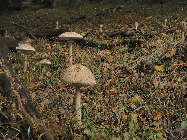 bedľa vysoká Macrolepiota procera (Scop.) Singer