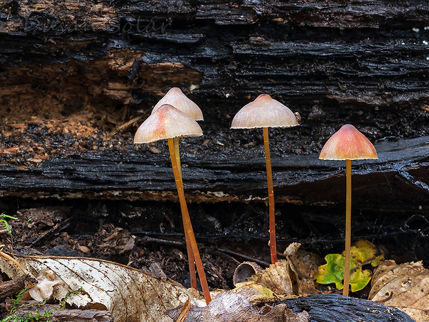 prilbička šafranová Mycena crocata (Schrad.) P. Kumm.