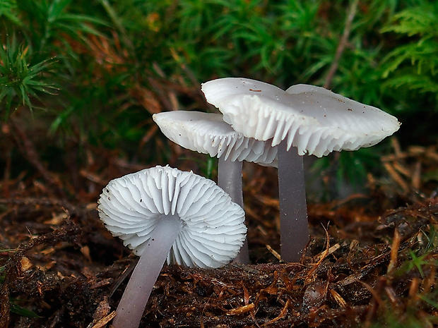 prilbička dvojvonná Mycena diosma Krieglst. & Schwöbel