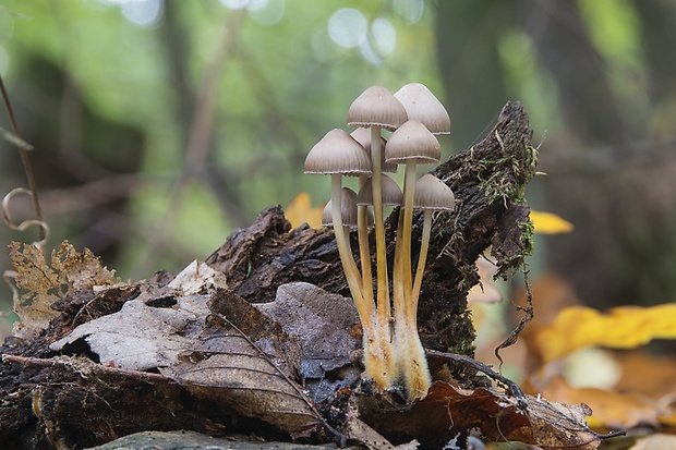 prilbička Mycena sp.