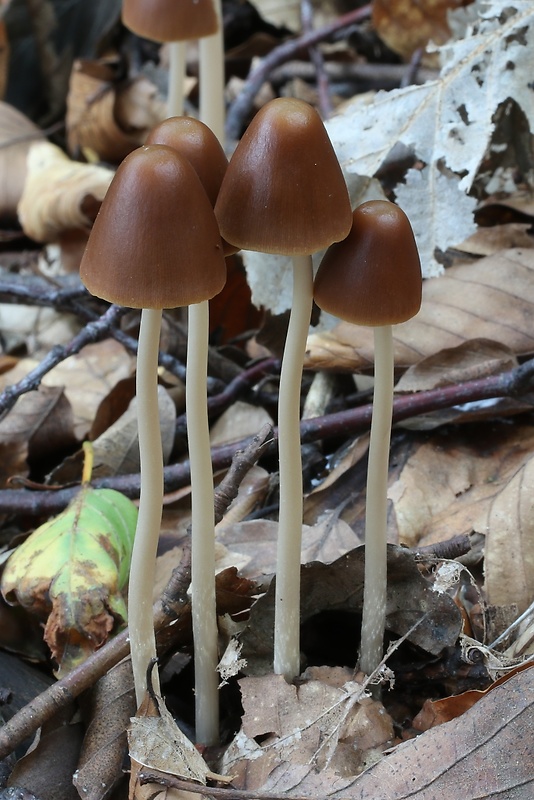 drobuľka veľká Parasola conopilus (Fr.) Örstadius & E. Larss.