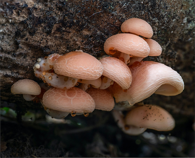 červenáčik obyčajný Rhodotus palmatus (Bull.) Maire