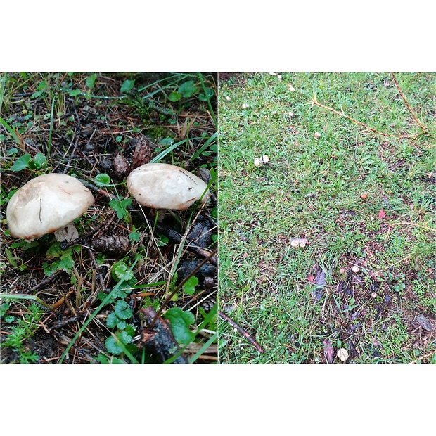 masliak lepkavý Suillus viscidus (L.) Roussel