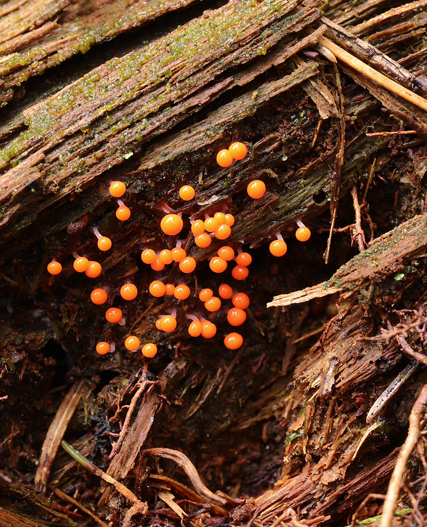 vlasnačka Trichia sp.