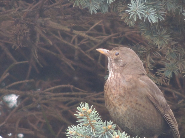 drozd čierny Turdus merula