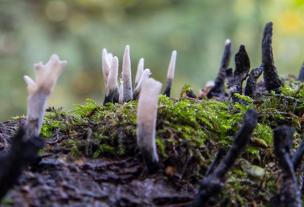 drevnatec parohatý Xylaria hypoxylon (L.) Grev.