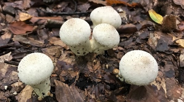 prášnica bradavičkatá Lycoperdon perlatum Pers.