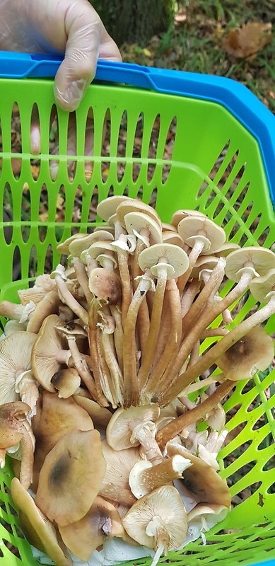 podpňovka obyčajná Armillaria mellea (Vahl) P. Kumm.