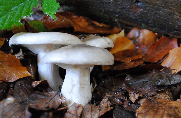 strmuľka inovaťová Clitocybe nebularis (Batsch) P. Kumm.