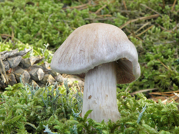 pavučinovec Cortinarius sp.