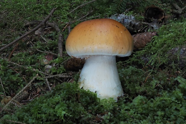 pavučinovec žemľový Cortinarius varius (Schaeff.) Fr.