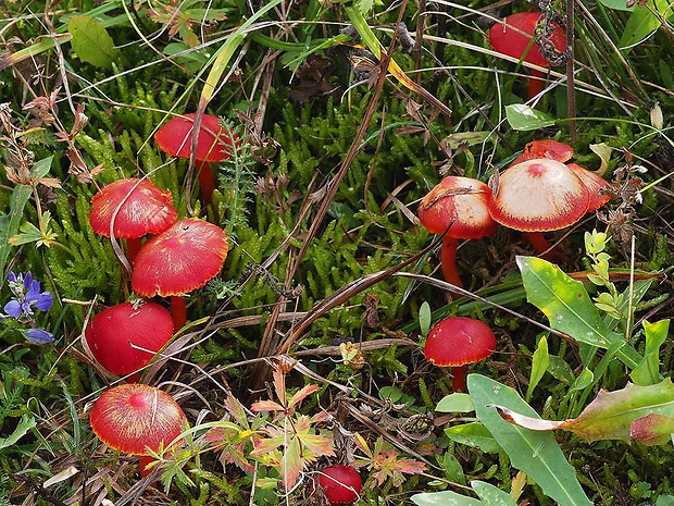 lúčnica šarlátová Hygrocybe coccinea (Schaeff.) P. Kumm.