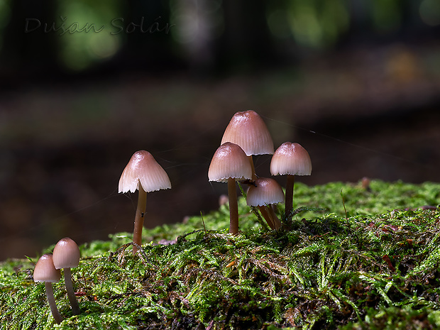 prilbička Mycena sp.